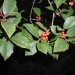 American Holly
